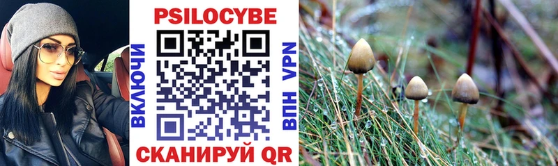 Купить  Кондопога  Псилоцибиновые грибы Psilocybe 
